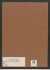 Navicula krocki Grun. (de-Toni-Nr.: Genus 1, Species 189) Zeichnungen Sammlung Grunow Mappe 00153 (Herbarium_W_Grunow_drawings_Folder_00153)